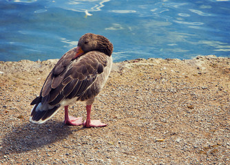 mallard preening standing near a blue lake