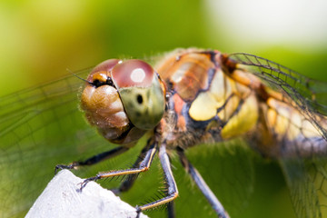Common Darter (Sympetrum striolatum) dragonfly looking happy