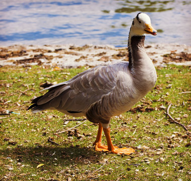 goose portrait on fall