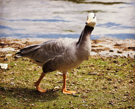 wild goose portrait standing and walking on autumn