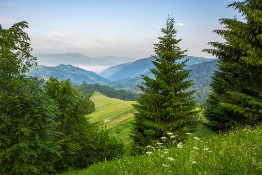 Fototapeta coniferous forest on a mountain slope