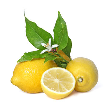 Fleur de citronnier et citrons