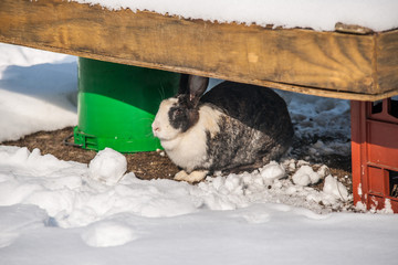 Rabbit in farm watching the snow