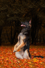 German Shepherd executes commands