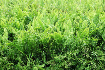 field of fern plant