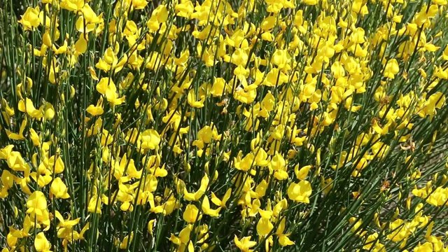 Touffe de gen&ecirc;t