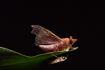 Hawk moth on green leaf