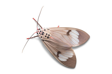Amerila astreus moth - obrazy, fototapety, plakaty