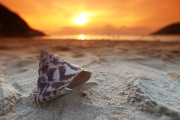 Seashells on beach