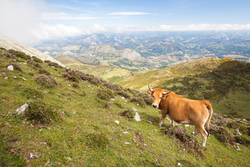 Fototapeta na wymiar Exhibit cow in a pasture in the mountains