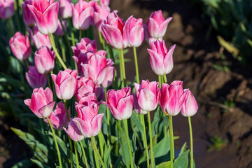 Pink Tulips