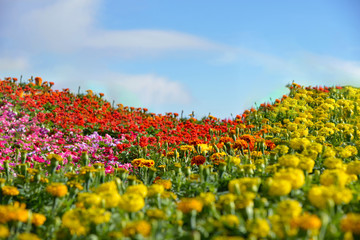 Colorful blooming flowers in gargen