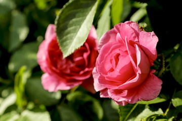 Rose in Bloom Closeup Outdoors