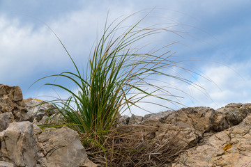 Gräser in Felsen wachsend