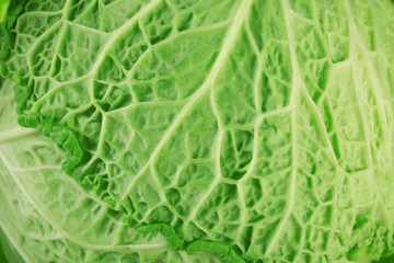 Fototapeta premium Leaf of savoy cabbage background, macro