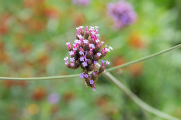 Verbena bonariensis