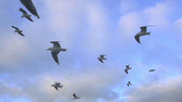 4k video of a group of seagulls hovering in strong wind