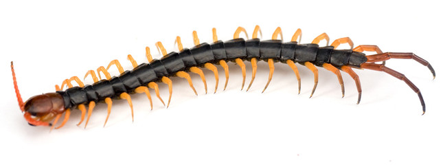 centipede on white background