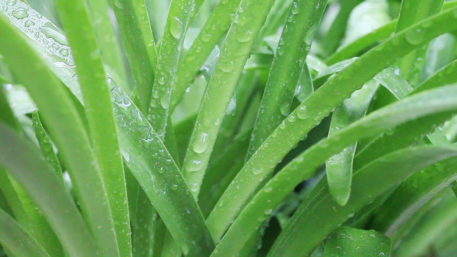 water drops on strap-like foliage