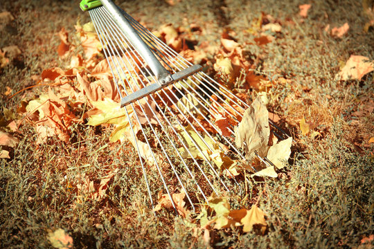 Fallen leaves and rake on green grass at the park