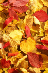 Background of red and yellow autumn leaves, close-up