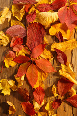 Background of red and yellow autumn leaves on wooden table, close-up