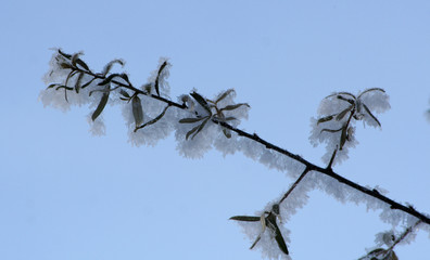 Zweig im Winter