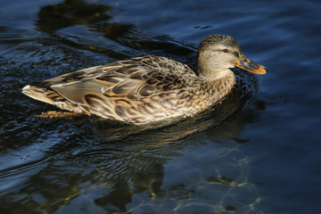 Wildente