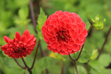 dahlias