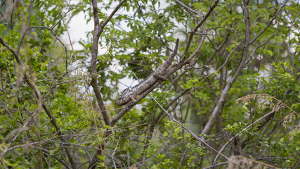 Camouflaged Oustalet Chameleon on a green jungle