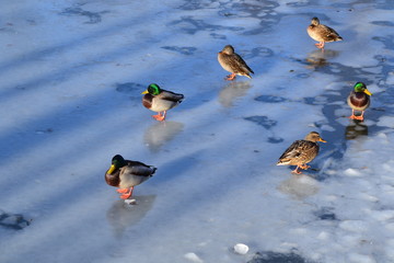 Зимнее озеро. Утки на льду.