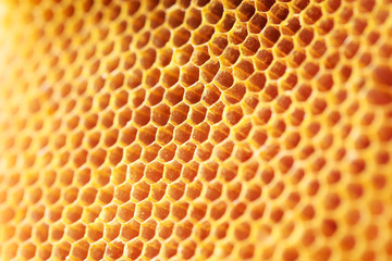 honey comb pattern - obrazy, fototapety, plakaty