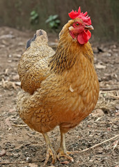  Red hen on farm. Homemade poultry. Rustic look. 