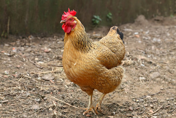  Red hen on farm. Homemade poultry. Rustic look. 