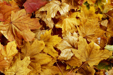 Autumn leaves background, close up