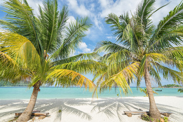 Two palms on the tropical beach.  Thailand. Koh Lipe island. 