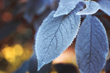 Frozen autumn leaves on blue blurred background