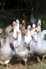 Flock of goose looking around on poultry farm