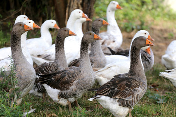 Flock of goose looking around on poultry farm