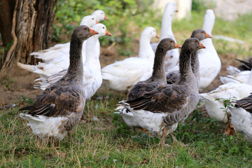 Domestic geese grazing on traditional village goose farm
