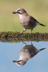 Jay (Garrulus Glandarius)/Jay reflected in blue pool of water