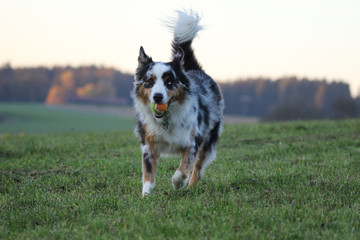 Australian Sheperd