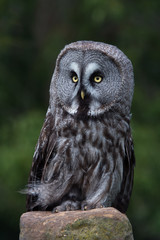 Great Grey Owl (Strix Nebulosa)/Great Grey Owl perched on a stone