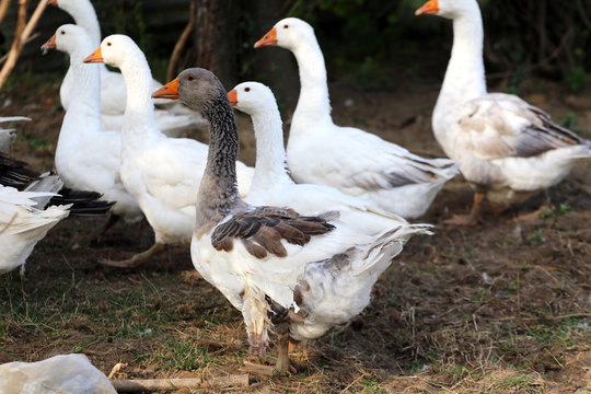 White goose standing on meadow rural scene