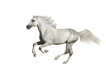 Andalusian stallion run isolated on white background