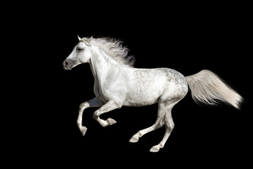 Obraz na płótnie Canvas Horse with long mane isolated on black background