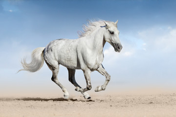 Obraz na płótnie Canvas Horse run gallop