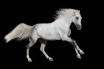 Fototapeta na wymiar Horse with long mane isolated on black background