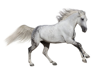 Naklejka na ściany i meble Andalusian stallion run isolated on white background