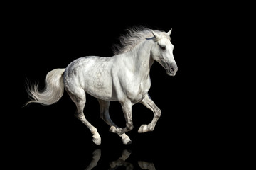 Fototapeta na wymiar Horse with long mane isolated on black background